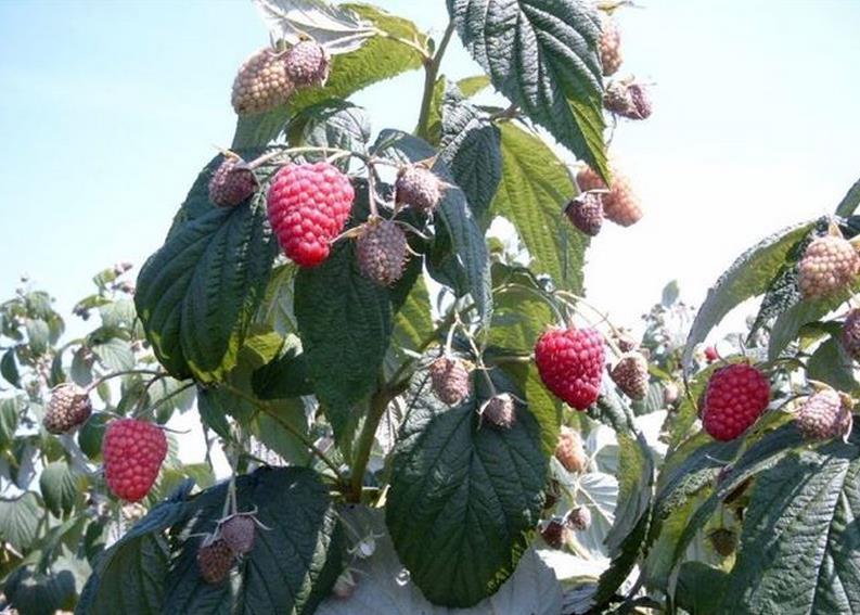Sadnice-maline