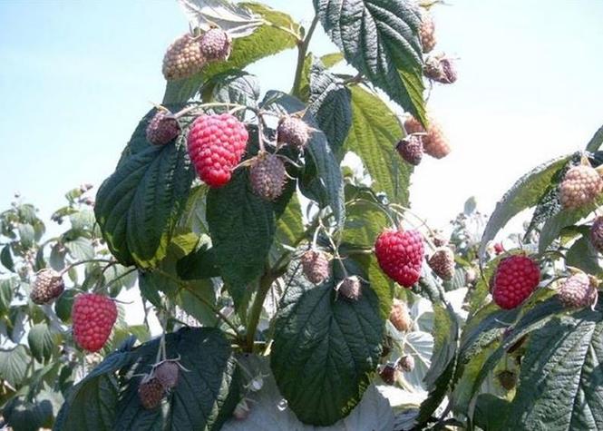 Sadnice maline
