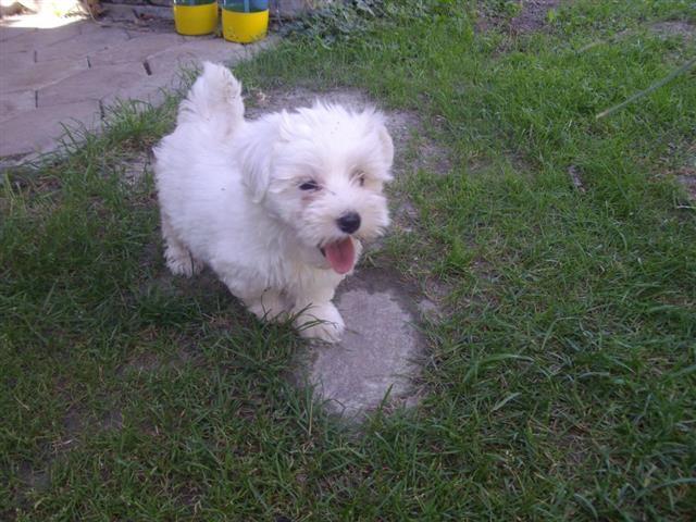 Maltezer