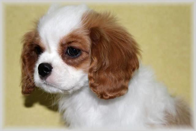 Mops i Cavalier K.C. Spaniel, stenci