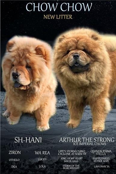 Chow-chow-cau-cau-stenad