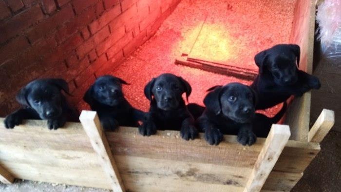 Labrador-Retriver-štenci-