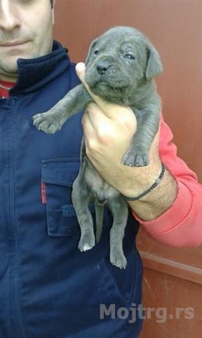 Cane Corso Sivi Stenci Beograd