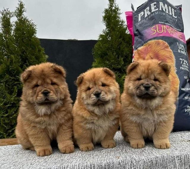 Chow-chow-štenci