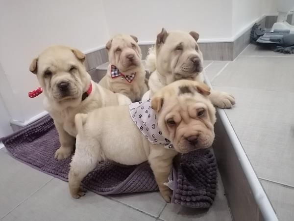 Shar-Pei-štenci