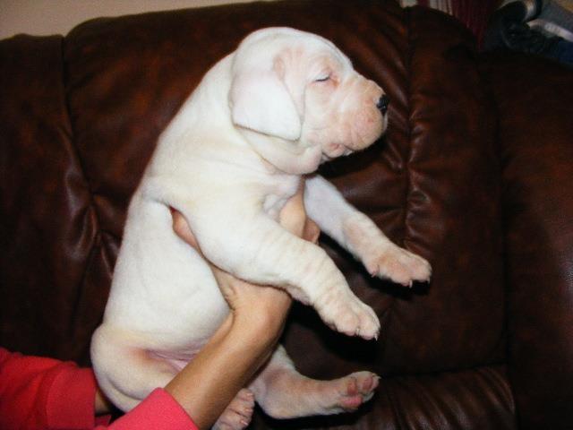 Dogo-Argentino-stenci