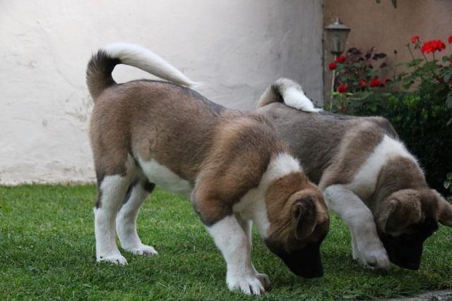 Američka-Akita