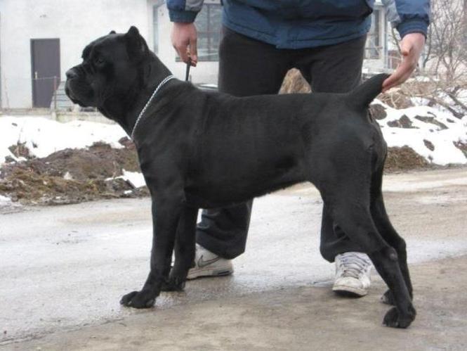 Cane Corso  stenci 