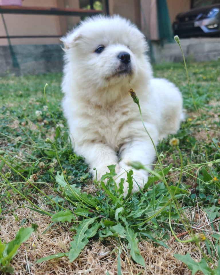 U-ponudi-mužjak-SAMOJEDA-
