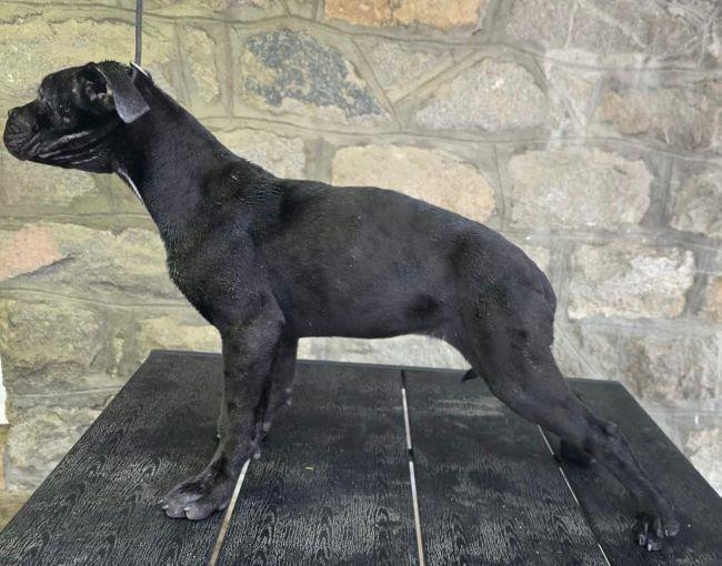 Cane-Corso-štenci