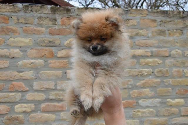 Pomeranski-špic-