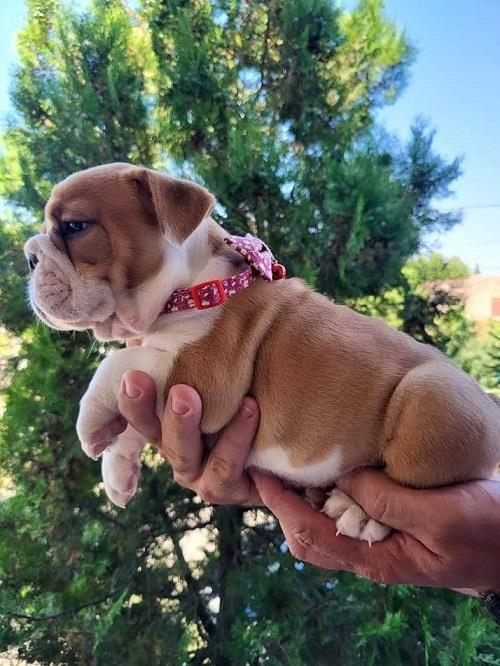 Engleski-buldog