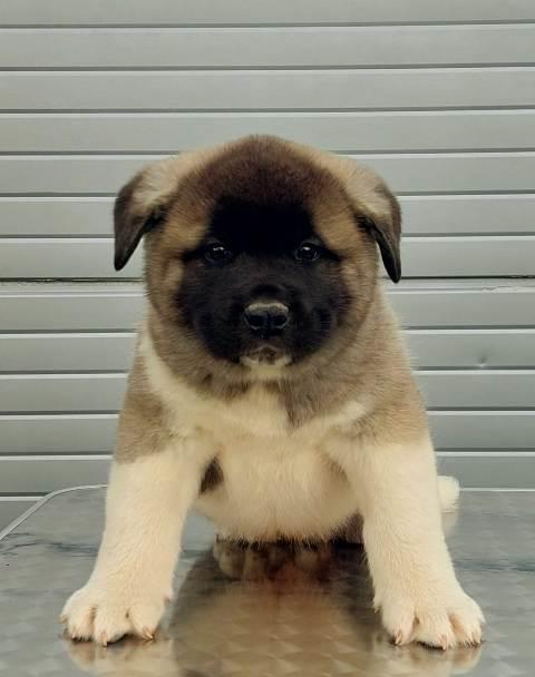 Američka-Akita-štenci