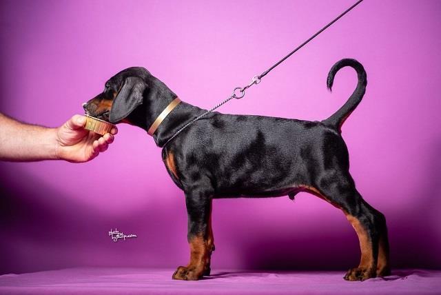 Doberman stenci 
