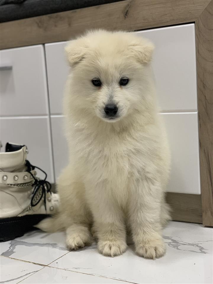 Samojed-stenci