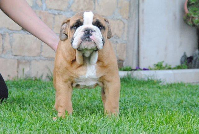 Engleski buldog – štenci 