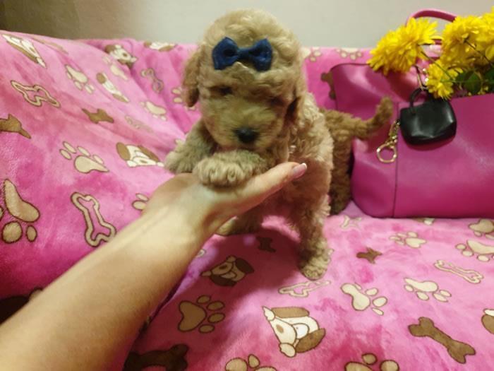 Toy-Pudle-štenci