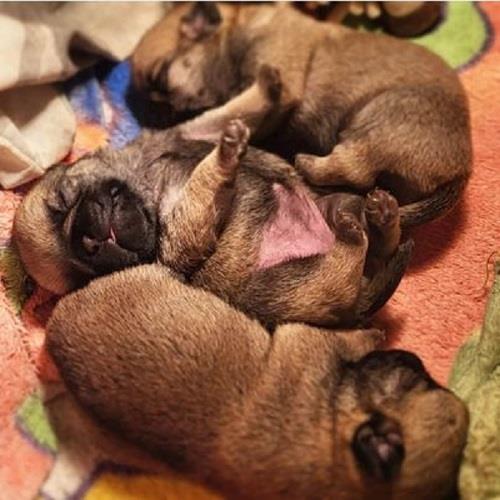 Mops-štenci