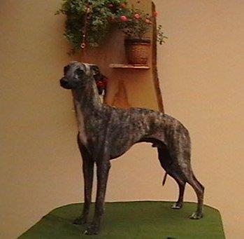 Whippet-mali-engleski-hrt