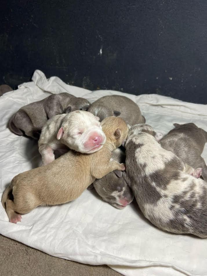 American-bully-pocket