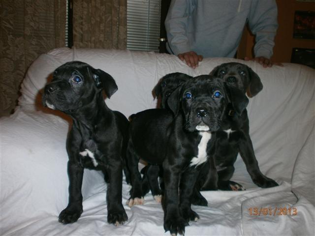 STENCI CANE CORSA