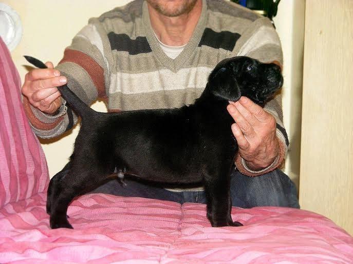 Cane-Corso-štenci-