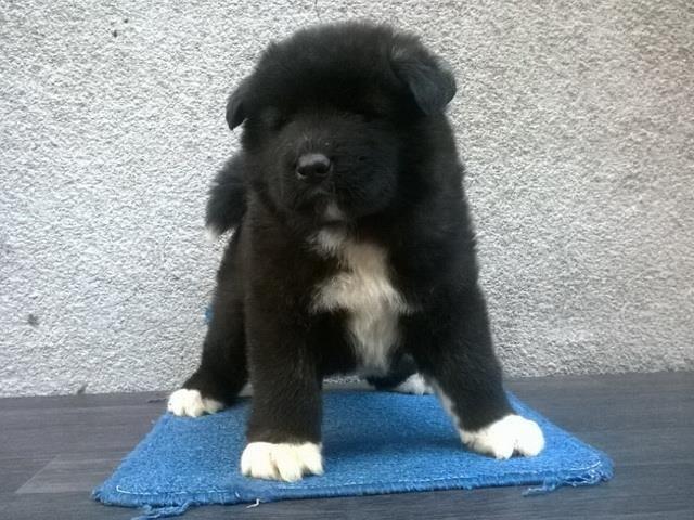 Americka akita, stenad