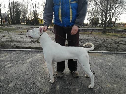 Dogo-Argentino