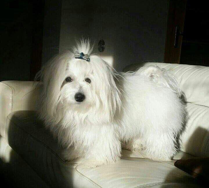Coton-de-Tulear-stenci