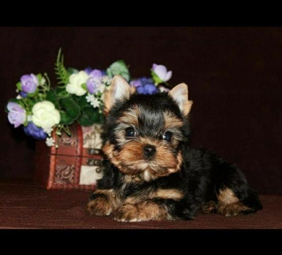        Looking for teacup yorkie 