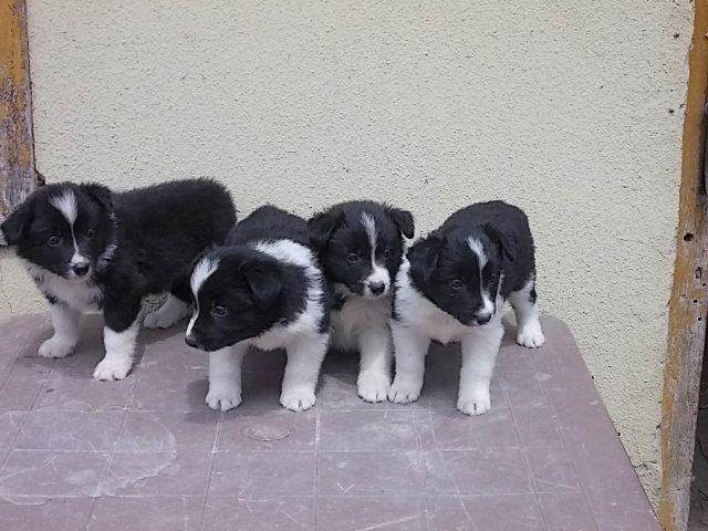 Border-Collie
