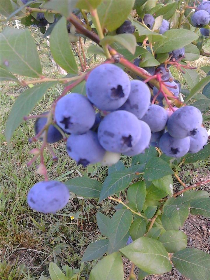 Americka-Borovnica
