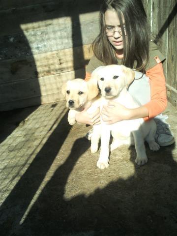Labrador stenci 