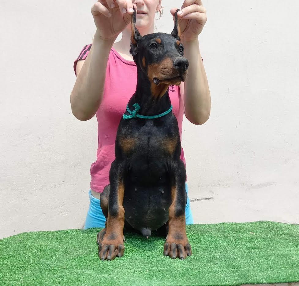 Doberman-štenci-