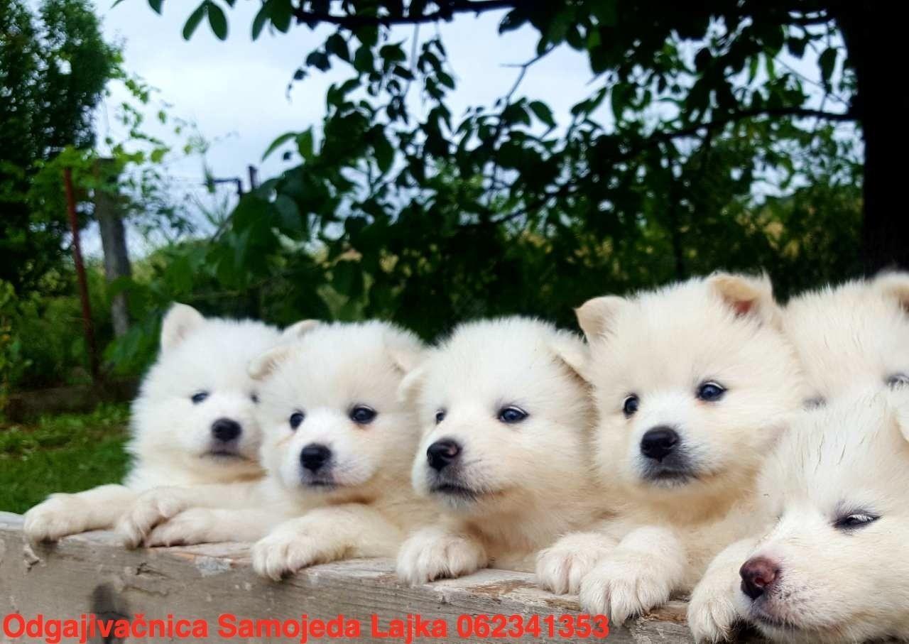 Samojed-štenci
