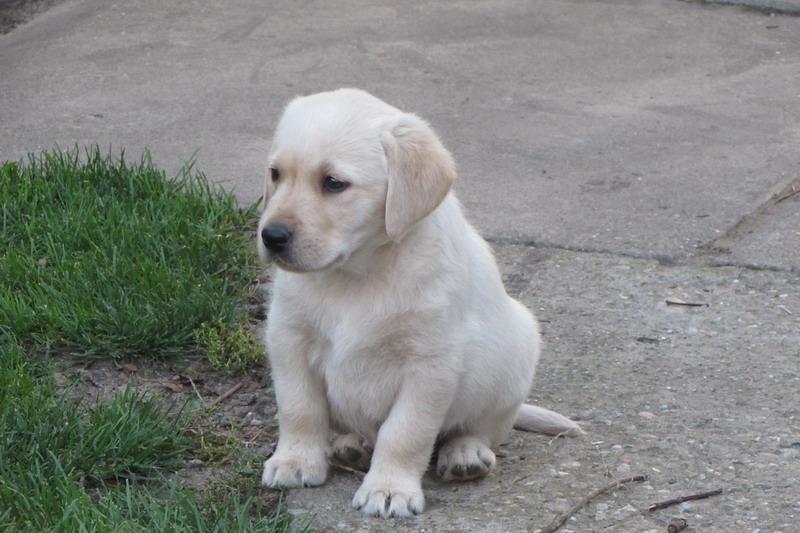 Labrador-retriver-stenad