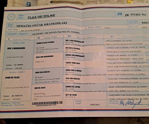 Nemački-ovčar--mlada-ženka