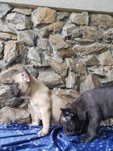 Francuski-Buldog-Stenci
