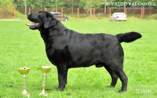 Labradori--stenad-i-mladi-psi