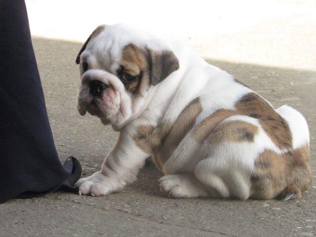 Engleski-buldog-prelepa-stenad