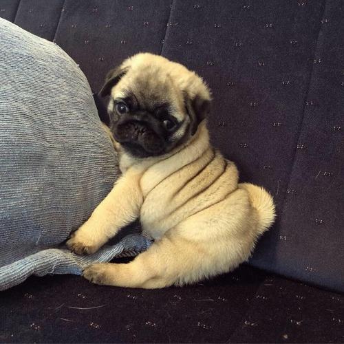 Mops štenci na prodaju