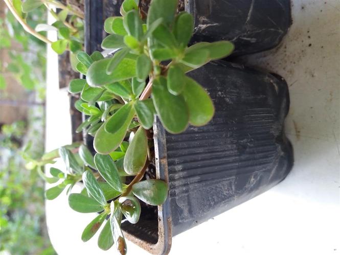 Portulaca oleracea 