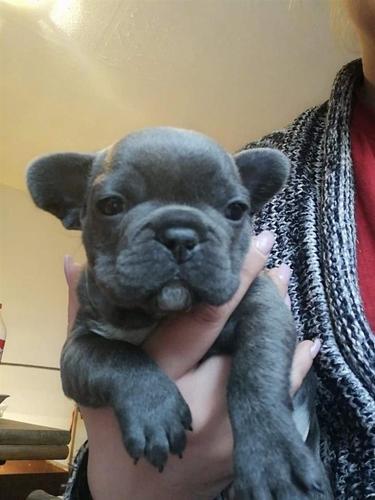 Plavi Francuski Buldog