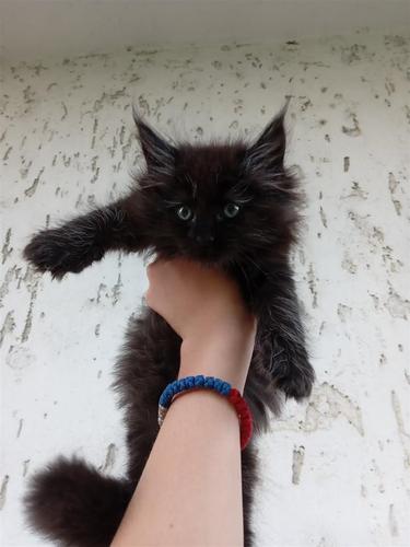 Maine coon