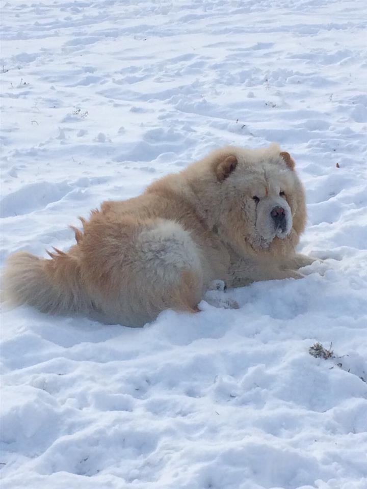 Chow-chow-cau-cau-stenad
