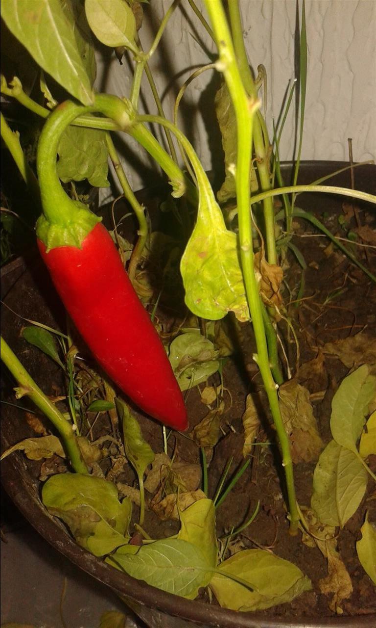 Alepo-Halabe-Chili-Sadnice-