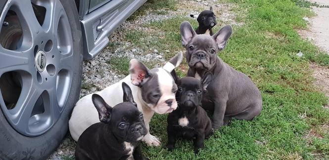 Francuski buldog štenci na prodaju