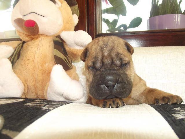 Sar-Pej--Shar-Pei---stenci