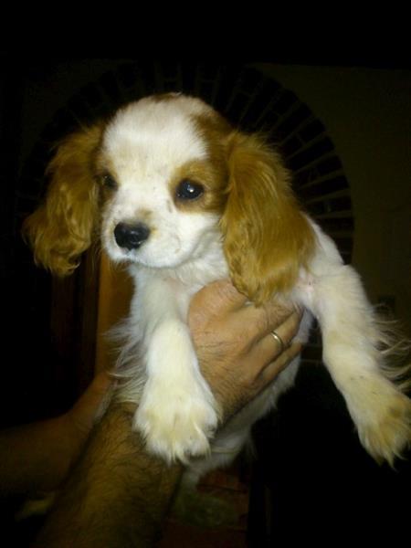 Cavalier-King-Charles-Spaniel-musko-stene