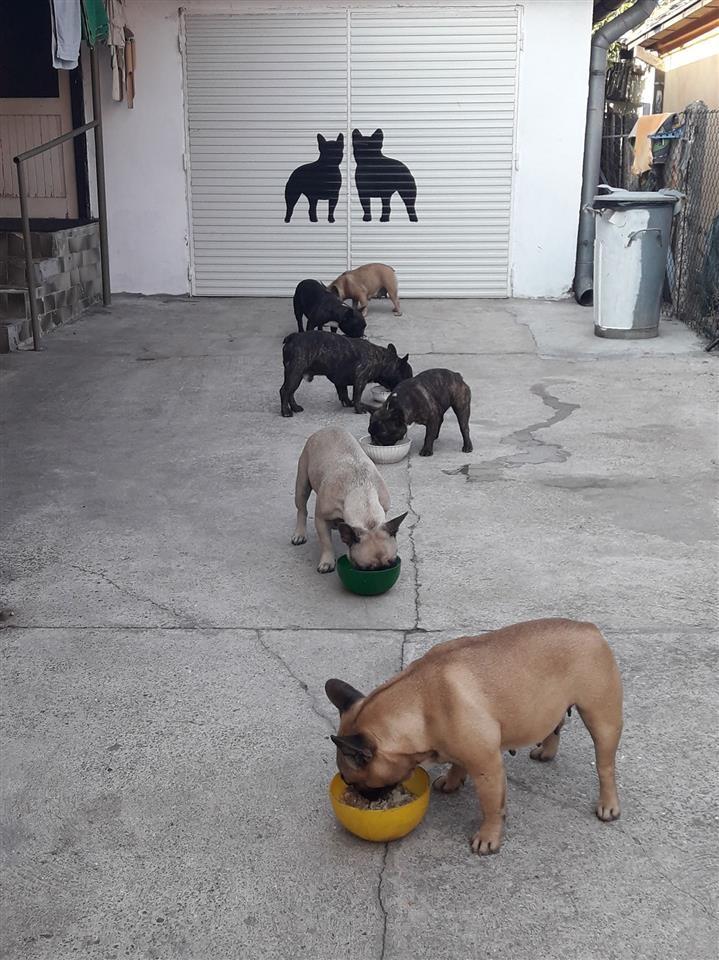 Francuski-buldog-štenci